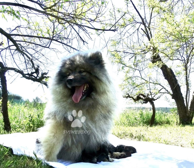 Spitz allemand - des Seigneurs de la Vallée de l'Isle