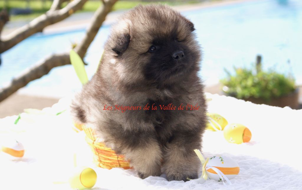 Chiot Elevage Des Seigneurs De La Vallee De L Isle Eleveur De Chiens Spitz Allemand Spitz Loup