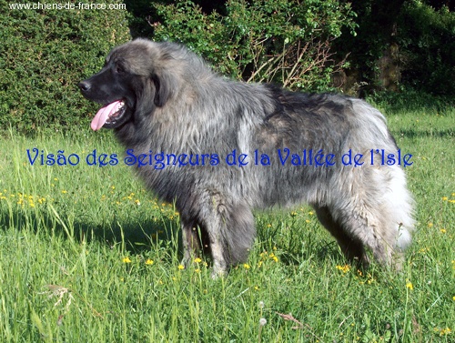 CH. Visão des Seigneurs de la Vallée de l'Isle - Champion de France CACS - IB