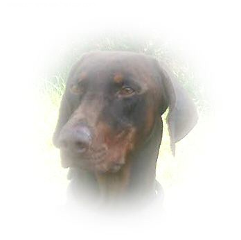 Vidoc saros Carrefour des migs bleus - 2e TB