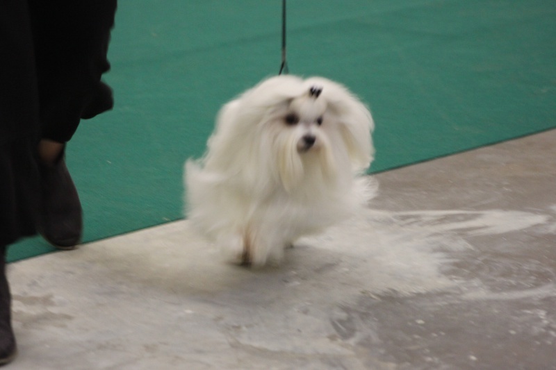 CH. Galiano le prince Du domaine de fraisno - 2ème excellent classe intermédiaire RCAC