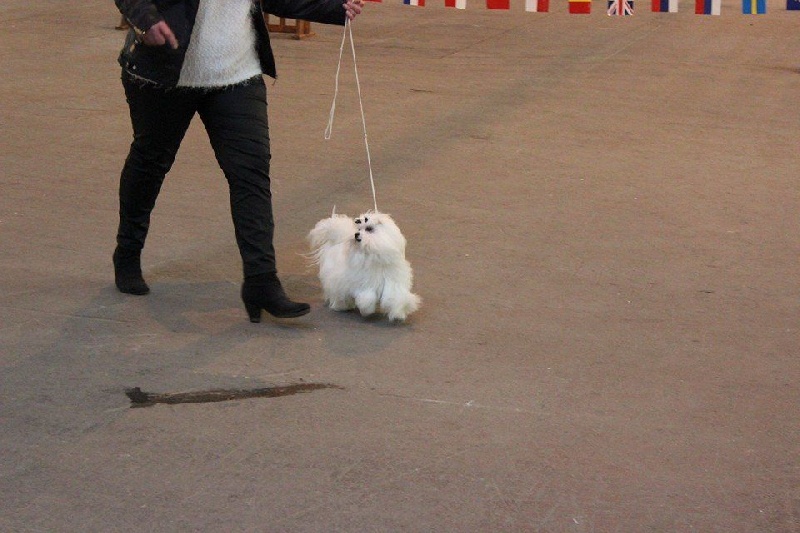 CH. Jolie coeur Du domaine de fraisno - 1 er EXCELLENT MEILLEUR JEUNE