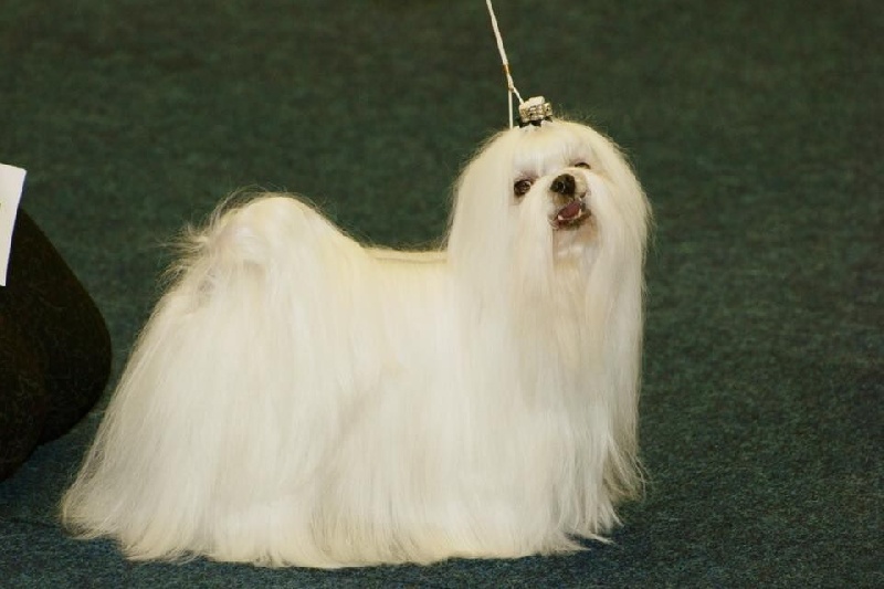 CH. Galiano le prince Du domaine de fraisno - 1 Excellent RCAC - RCACIB - VDH