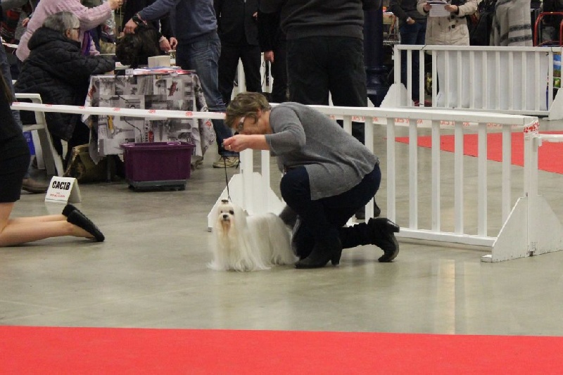 CH. Galiano le prince Du domaine de fraisno - 2ème Excellent - RCACS - RCACIB