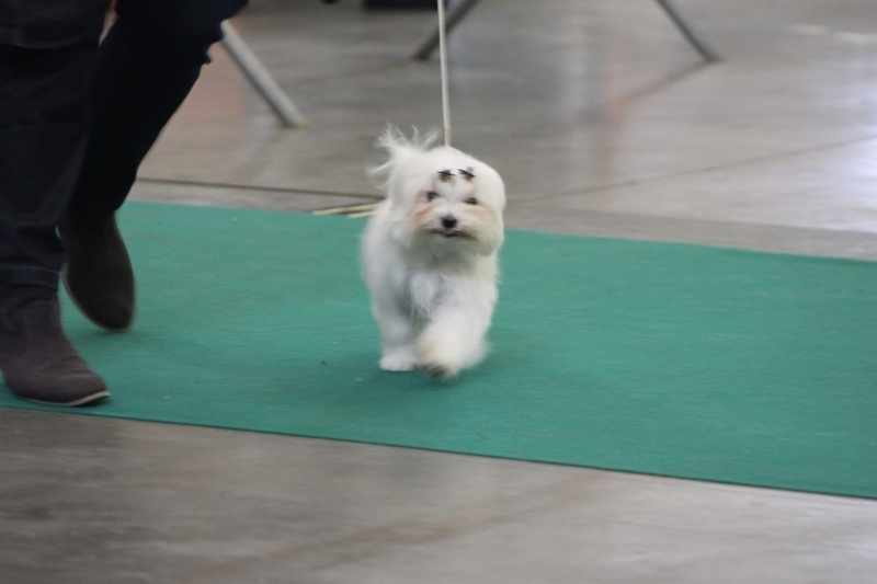 CH. Galiano le prince Du domaine de fraisno - 1er TRES PROMETTEUR CLASSE BABY MALE A 5 MOIS