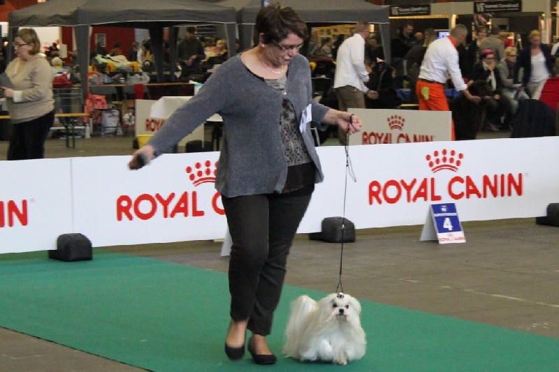 CH. Galiano le prince Du domaine de fraisno - 1er Excellent RCAC -RCACIB