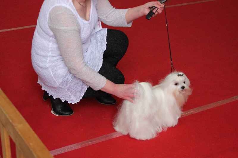 CH. Galiano le prince Du domaine de fraisno - 1er Excellent - CACS