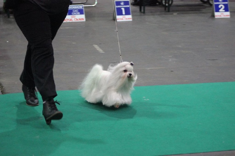 CH. Galiano le prince Du domaine de fraisno - 1er Excellent - CAC - CACIB - BOS - Champion de Belgique (Classe Champion)