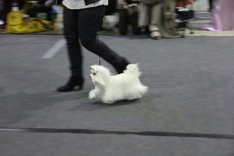 CH. Jolie coeur Du domaine de fraisno - 1 Excellent CHAMPION JEUNES DU LUXEMBOURG