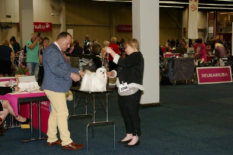 CH. Galiano le prince Du domaine de fraisno - 1er Excellent CAC - Anw. Dt. Ch. VDH