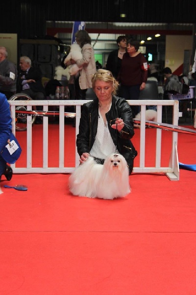 CH. Galiano le prince Du domaine de fraisno - EXCELLENT