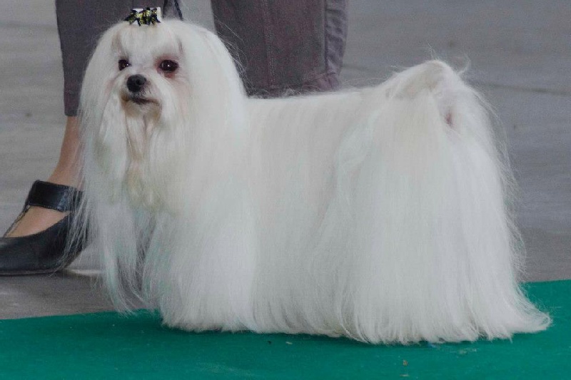 CH. Galiano le prince Du domaine de fraisno - 2éme excellent RCAC-RCACIB