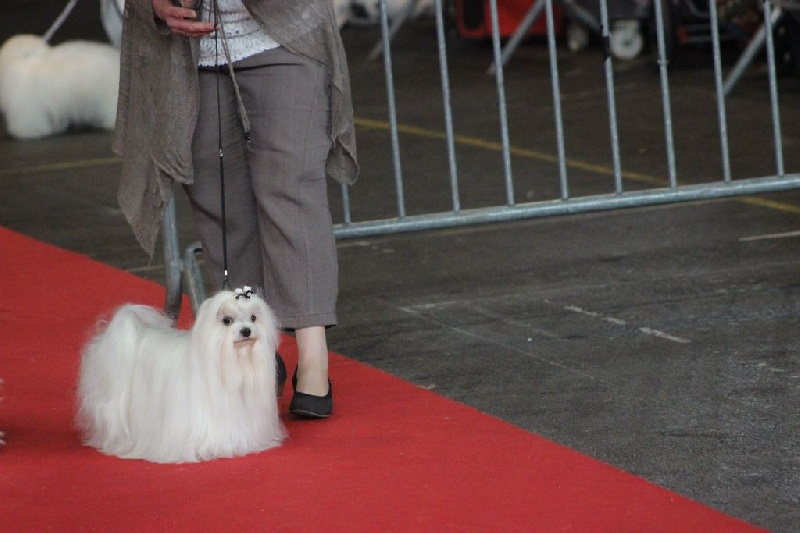 CH. Galiano le prince Du domaine de fraisno - 1 Excellent CACS - RCACIB