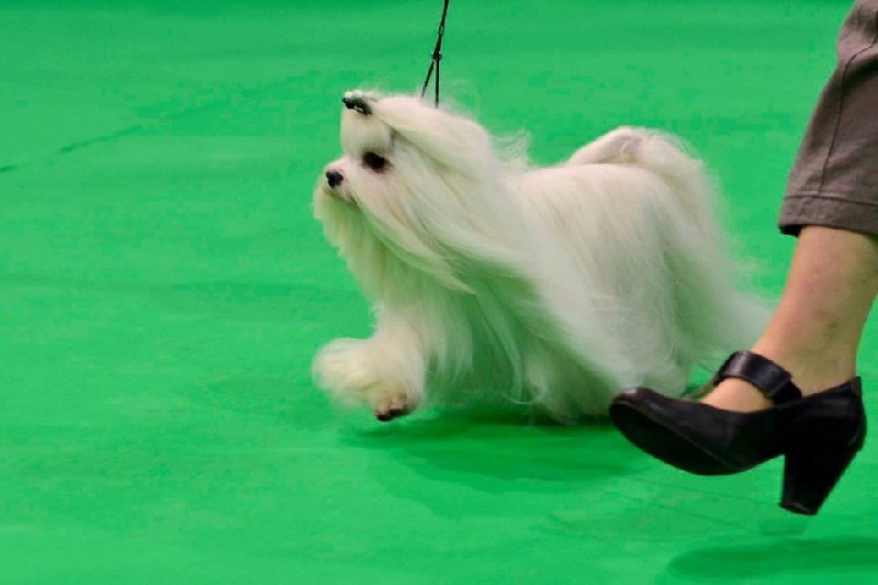 CH. Galiano le prince Du domaine de fraisno - 1ER EXCELLENT CACS CACIB MEILLEUR DE RACE