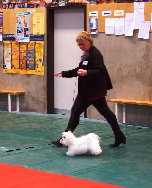 CH. Jolie coeur Du domaine de fraisno - 1ER EXCELLENT MEILLEUR JEUNE ET MEILLEUR DE RACE