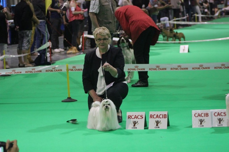 CH. Galiano le prince Du domaine de fraisno - 1er Excellent RCACS - RCACIB