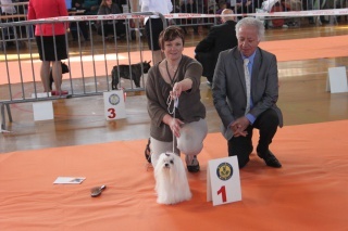 CH. Galiano le prince Du domaine de fraisno - 1ER EXCELLENT CACS-CACIB MEILLEUR DE RACE