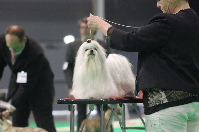 CH. Galiano le prince Du domaine de fraisno - 1er Excellent - CACS - BOB