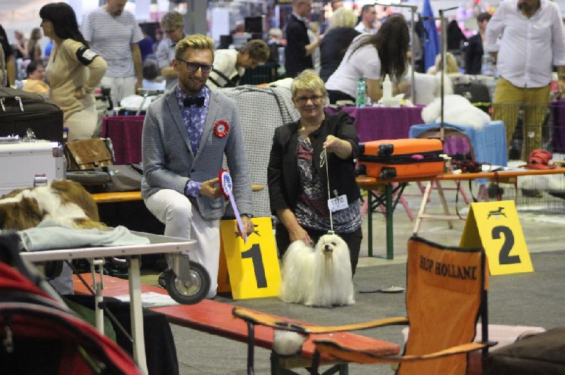 CH. Galiano le prince Du domaine de fraisno - 1er excellent - CACL - CACIB - BOB