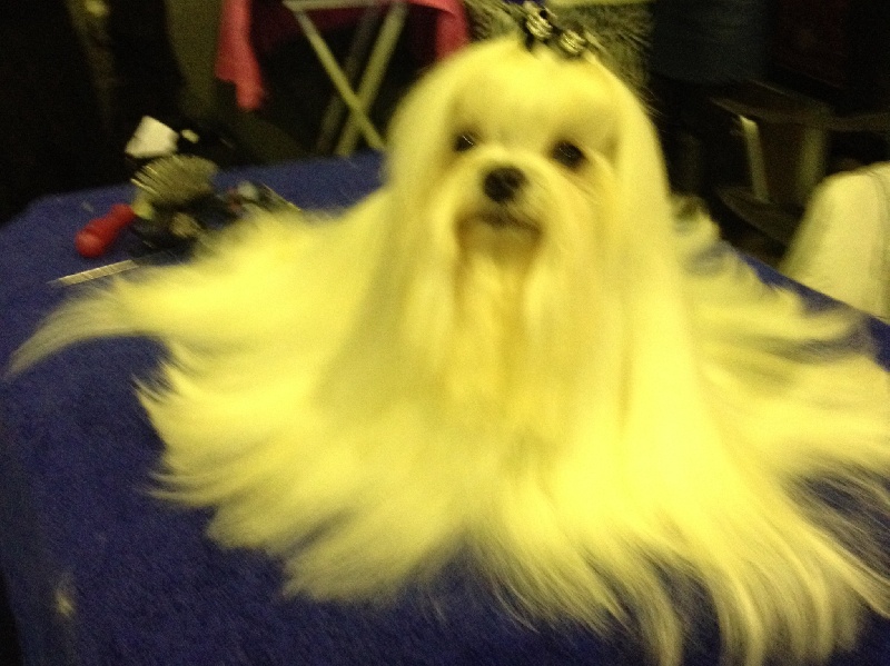 CH. Galiano le prince Du domaine de fraisno - 1er excellent CAC CACIB meilleur de race