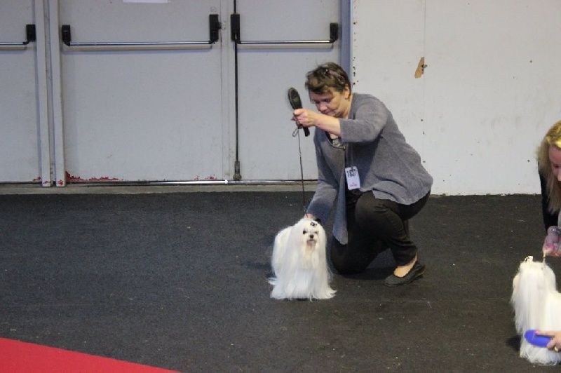 CH. Galiano le prince Du domaine de fraisno - 1er Excellent - CACS - RCACIB