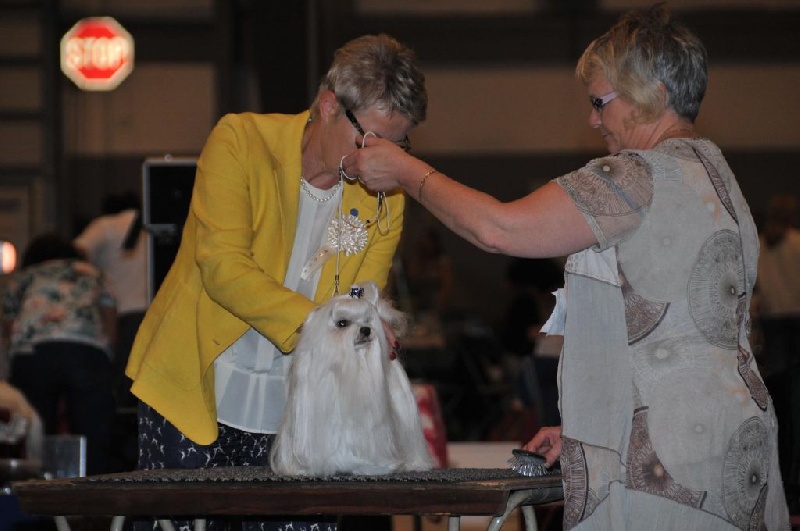 CH. Galiano le prince Du domaine de fraisno - Excellent Non Classé