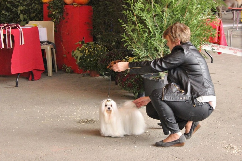 CH. Galiano le prince Du domaine de fraisno - 1er Excellent - CACS - BOB