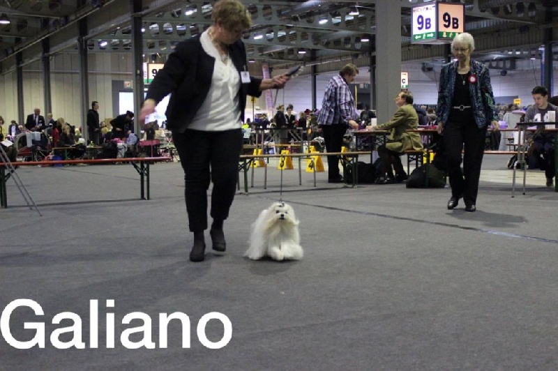 CH. Galiano le prince Du domaine de fraisno - 2ème Excellent - RCACL