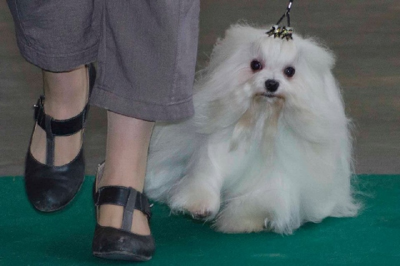 CH. Galiano le prince Du domaine de fraisno - 1ER EXCELLENT CAC CACIB