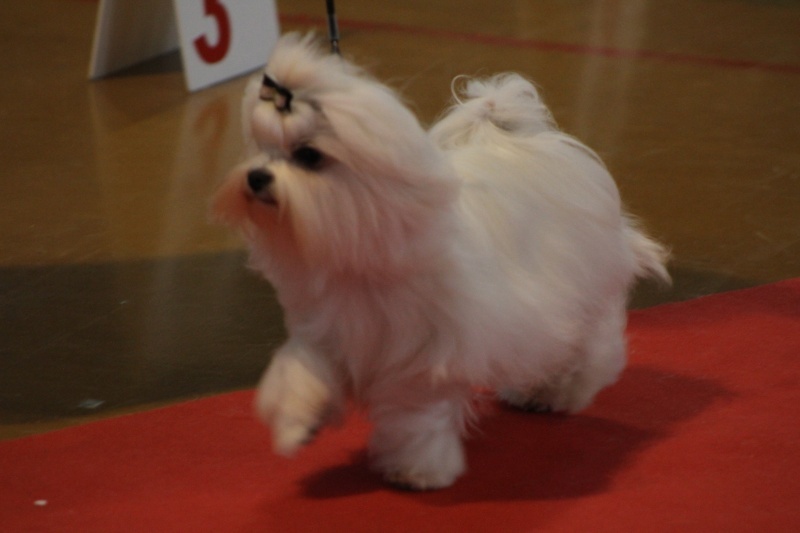 CH. Galiano le prince Du domaine de fraisno - 1er EXCELLENT JEUNE MALE