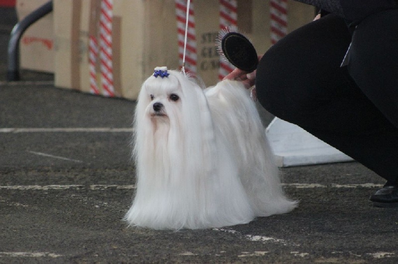 CH. Galiano le prince Du domaine de fraisno - 3ème Excellent - Classe ouverte