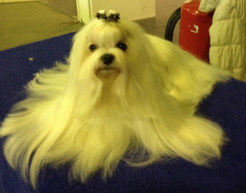 CH. Galiano le prince Du domaine de fraisno - 1er excellent CAC-CACIB