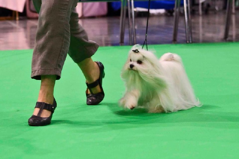 CH. Galiano le prince Du domaine de fraisno - 2éme excellent