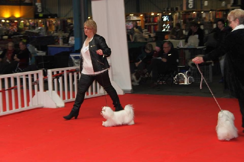 CH. Jolie coeur Du domaine de fraisno - 2 éme Excellent classe jeune