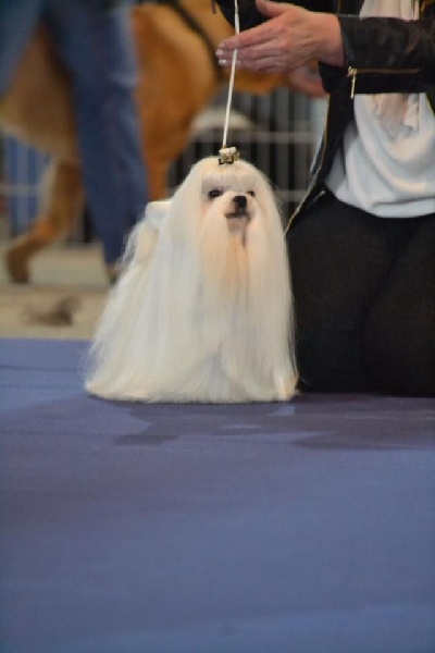 CH. Galiano le prince Du domaine de fraisno - 4ème Excellent