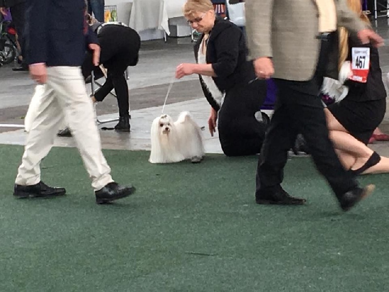 CH. Galiano le prince Du domaine de fraisno - 1er Excellent CAC - Anw. Dt. Ch. VDG- RCACIB