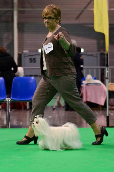 CH. Galiano le prince Du domaine de fraisno - 2éme excellent RCACS