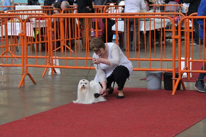 CH. Galiano le prince Du domaine de fraisno - 1er Excellent