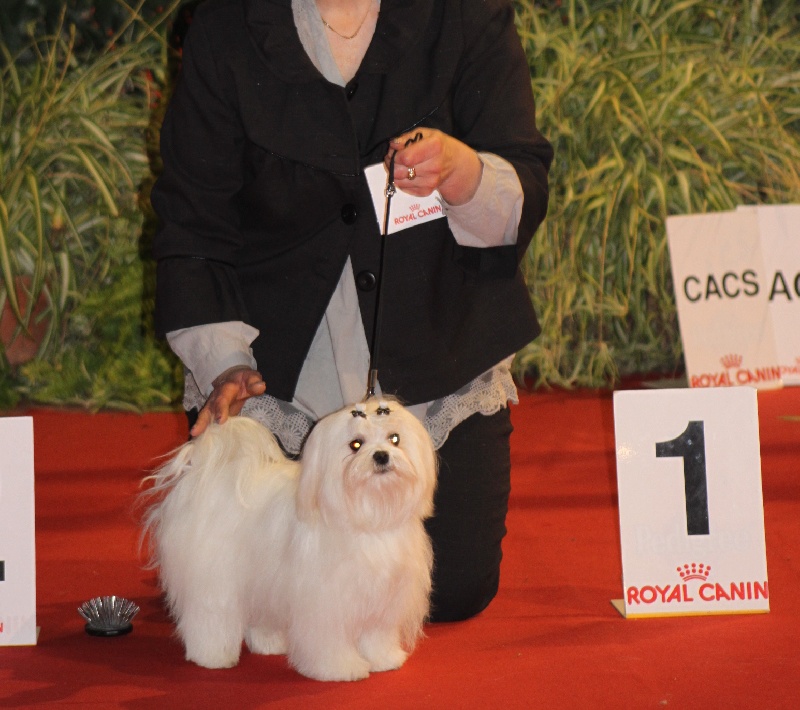 CH. Galiano le prince Du domaine de fraisno - 1er EXCELLENT JEUNE MALE