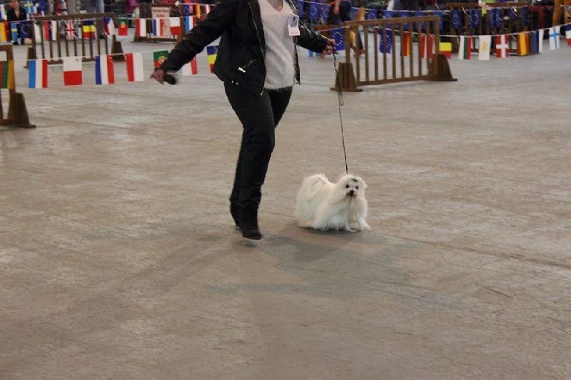 CH. Galiano le prince Du domaine de fraisno - 1ER EXCELLENT CACS MEILLEUR DE RACE