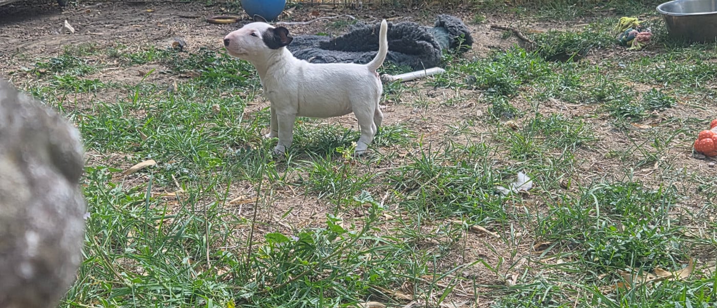 Mister White