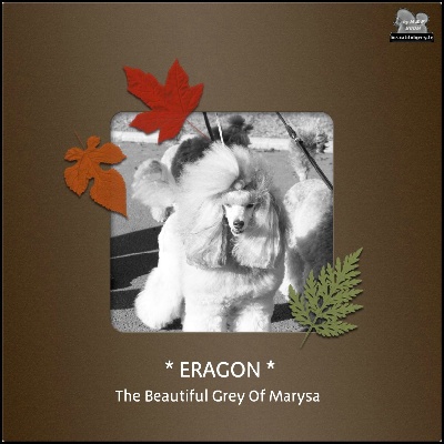 Publication : The beautiful grey of marysa  Auteur : -Marie M & Franck for BGOM-