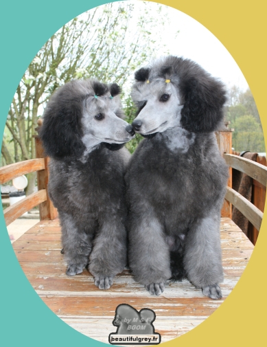 Publication : The beautiful grey of marysa Auteur : by M&F for BGoM