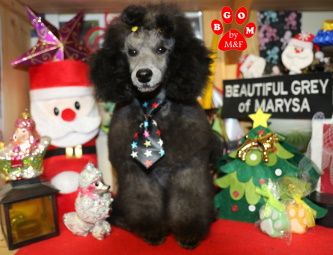 Publication : The beautiful grey of marysa Auteur : By BGoM