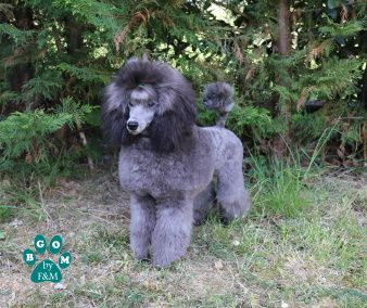 Publication : The beautiful grey of marysa Auteur : By BGoM