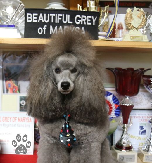 Publication : The beautiful grey of marysa Auteur : By BGoM