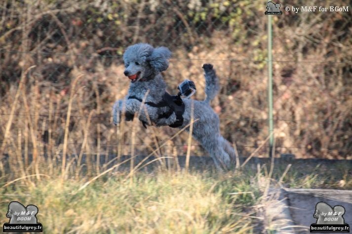 Publication : The beautiful grey of marysa Auteur : by M&F for BGoM