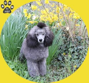 Publication : The beautiful grey of marysa Auteur : By BGoM