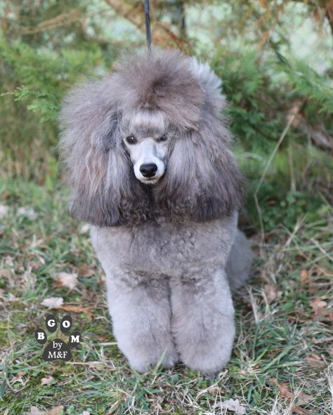 Publication : The beautiful grey of marysa Auteur : By BGoM