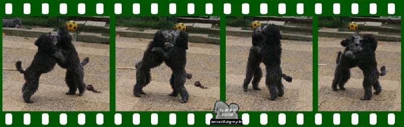 Publication : The beautiful grey of marysa Auteur : by M&F for BGoM